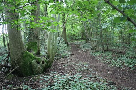 Broadleaf Woodland © Bob Embleton Geograph Britain And Ireland