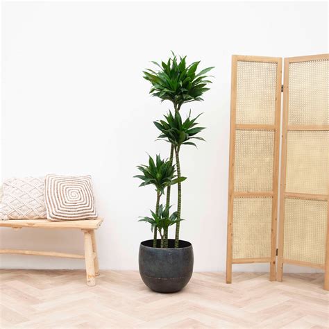 Dracaena Green Jewel 140cm Green Bubble