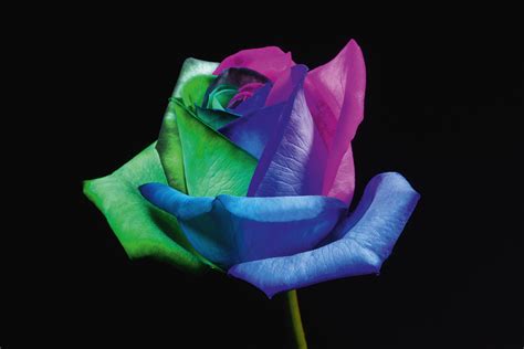 Rosas Rainbow- 🌈 Variedades de Rosas ️ Rosas Arcoiris