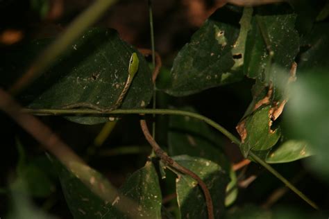 Bird Snake Hx Fauna Of The Bissagos · Inaturalist