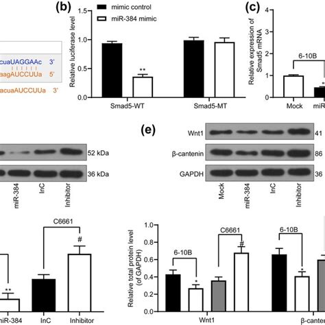 miR 384 inhibits Smad5 expression to inactivate the Wnt β catenin