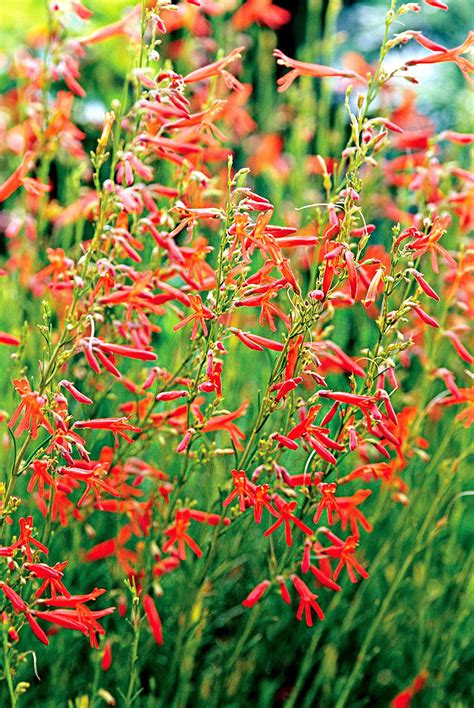 14 Drought Tolerant Perennials That Can Survive Tough Summers