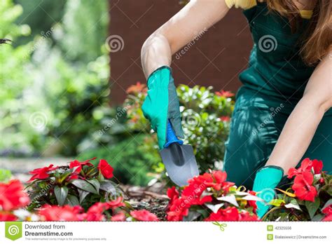 Mujer Que Planta Las Flores Foto De Archivo Imagen De Plantar