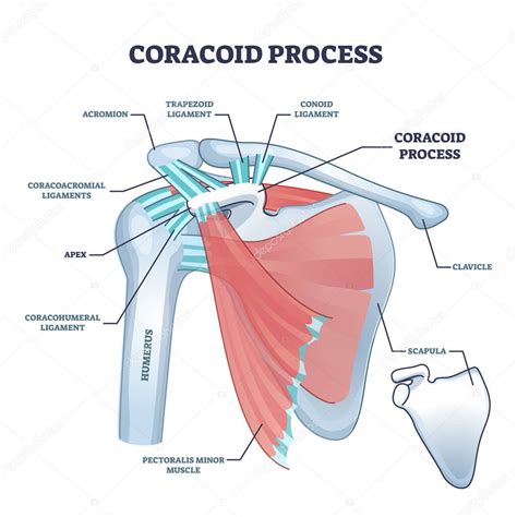 Processo Coracoideo Con Schema Scheletrico Osseo Anatomico Vettoriale Stock Di ©vectormine