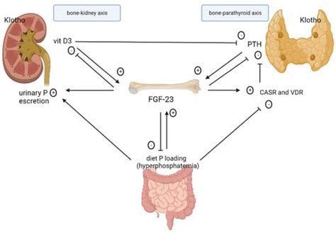 Ijms Free Full Text Mineral Bone Disorders In Kidney Disease