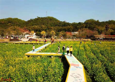 媒体看花都 广州花都：百花盛开，不负春光