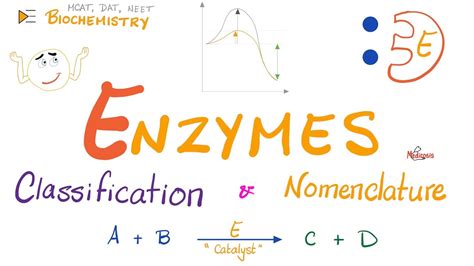 Enzyme Examples