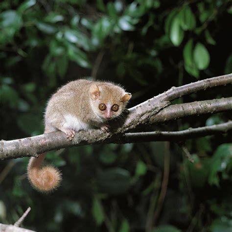 Gray Mouse Lemur Microcebus Slow Loris Hd Phone Wallpaper Pxfuel