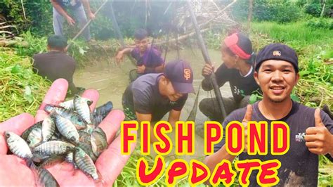 Part Marami Ng Fingerlings Inilipat Na Namin Update Sa Fishpond