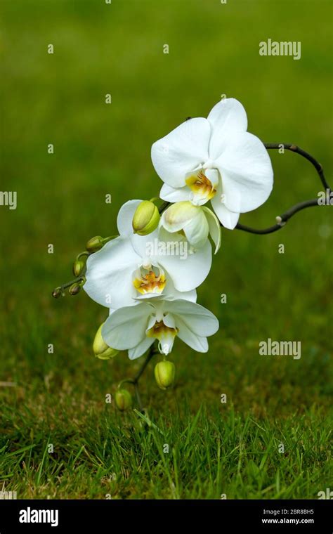 Beautiful White Orchid Phalaenopsis Stock Photo Alamy