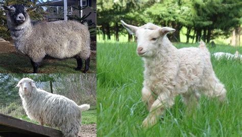 Toggenburg Goat Breed Everything You Need To Know