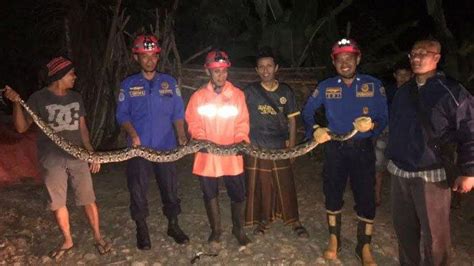 Ular Piton Sepanjang 3 5 Meter Diamankan Dari Peternakan Kambing Warga