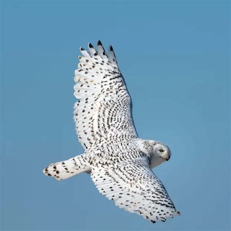 Snowy Owl - Facts, Diet, Habitat & Pictures on Animalia.bio