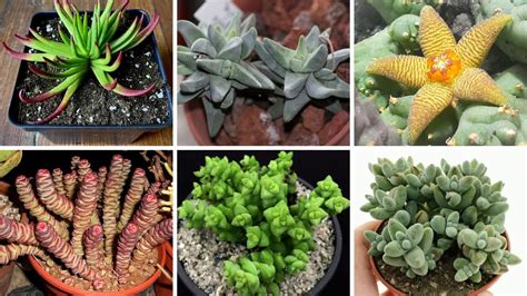 25 EspÉcies De Cactos E Plantas Suculentas Para IdentificaÇÃo Youtube