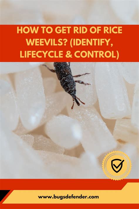 How To Get Rid Of Rice Weevils Identify Lifecycle And Control