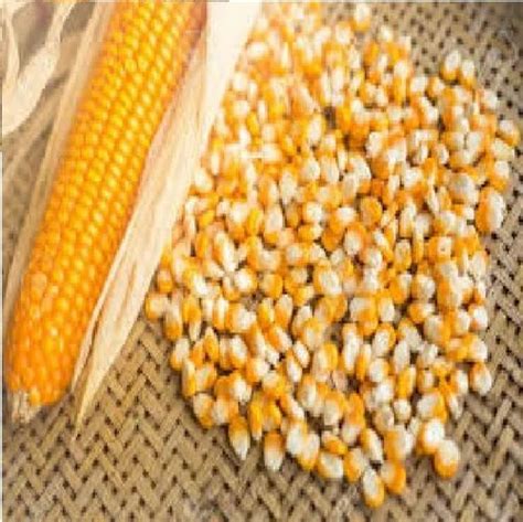 Aashirvad Yellow Maize Corn High In Protein At Rs Kg In Nagpur