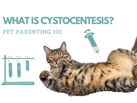 WHAT IS CYSTOCENTESIS? – Twin Trees