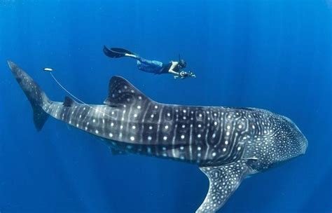 Islas De La Bah A Un Santuario Ideal Para El Tibur N Ballena Diario