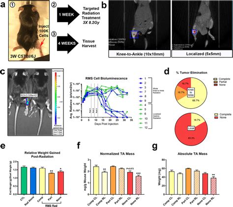 Targeted hindlimb irradiation during juvenile stages effectively... | Download Scientific Diagram