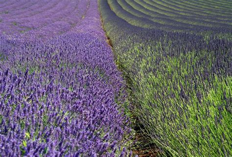 English lavender | plant | Britannica