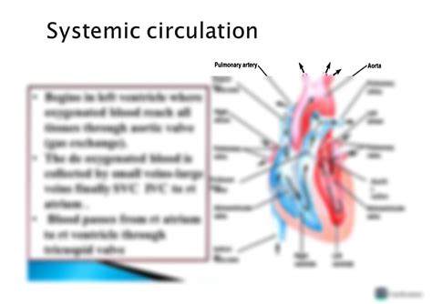 Solution Cvs Slides Studypool