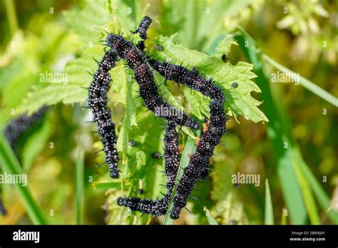 Black Fuzzy Caterpillar With White Spots Buy Shop