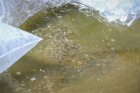 Siembran Cr As De Tilapia En La Presa El Palote El Buen Ciudadano