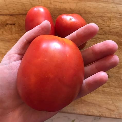 Large Amish Paste Tomato Heirloom Organic 20 Seeds Etsy