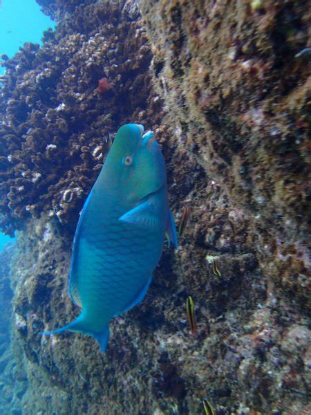 Cano Island Snorkeling From Sierpe Full Day From 116 Uvita