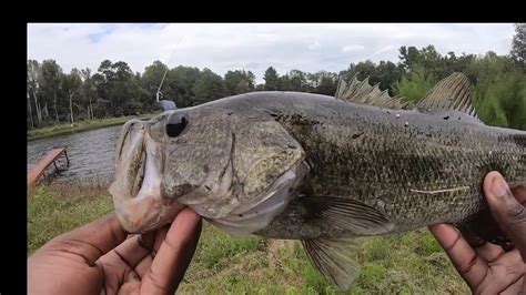 Late Summer Early Fall Bass Fishing Youtube