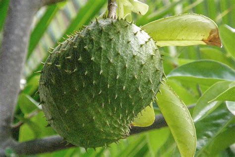 Guyabano Graviola Soursop Annona Muricata Carica Herbal Health