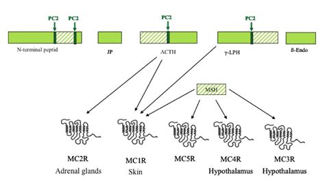 Mc4r And Mc3r Mutations The Free Obesity Ebook