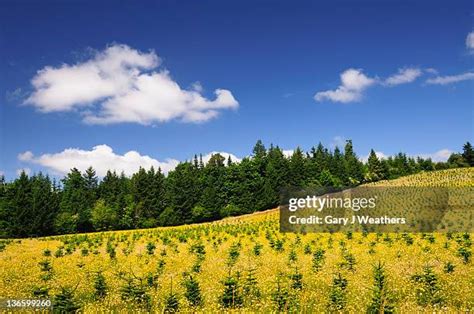 Marion County (Oregon) Photos and Premium High Res Pictures - Getty Images