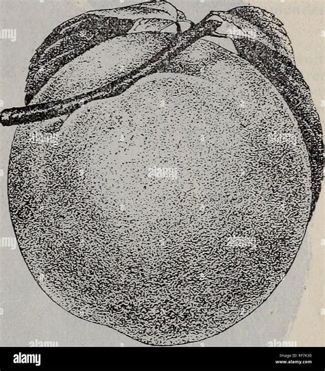 L Illustre Et Catalogue Descriptif Des Fruits Et Des Arbres D