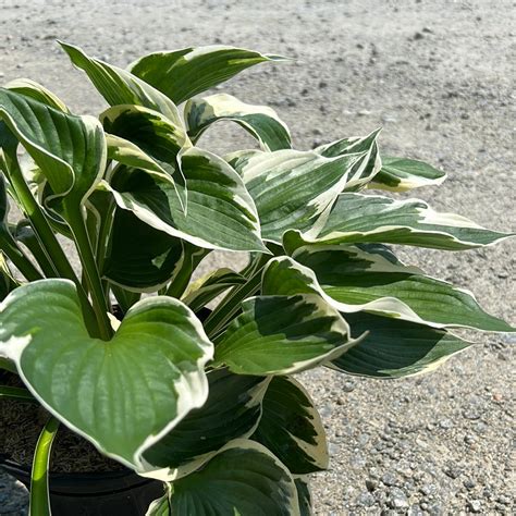 Hosta 'Patriot' ~ Patriot Hosta – GoBuyPlants