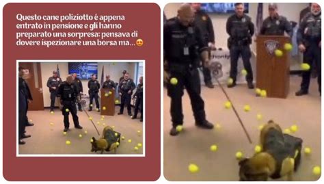 Cane Poliziotto Va In Pensione Il Gesto Dei Colleghi Ha Commosso Il