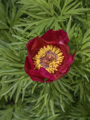 Fern Leaf Peony Paeonia Tenuifolia In Flower Stock Image C