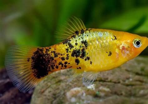 Pineapple Platy Sydney Exotic Aquariums