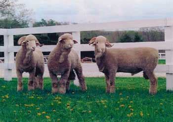 Rambouillet Sheep | Oklahoma State University