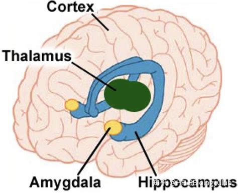 国际生物大脑结构Brain Structure 知乎