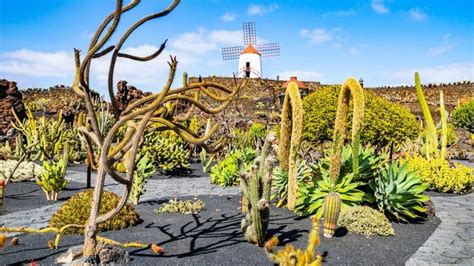 El Jard N De Cactus La Ltima Obra Lanzarote A De Manrique