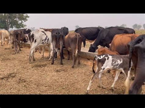 Qual A Melhor Forma De Fazer Um Plantel De Vacas Leiteiras Youtube