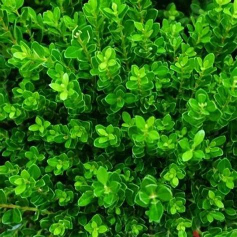 Baby Jade Boxwood In Box Wood Shrub Cypress Mulch Evergreen