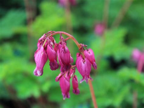 Dicentra formosa 'Luxuriant'