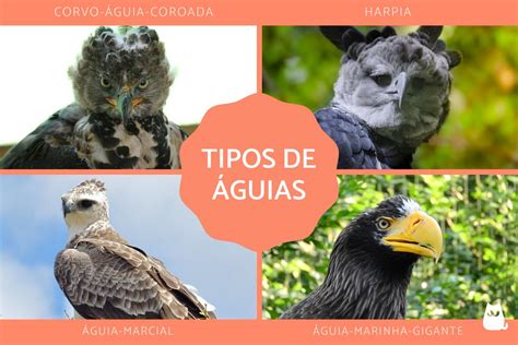 As 7 Características Da Águia - 20 TIPOS de ÁGUIAS - Características, nomes e FOTOS