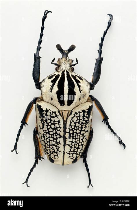 Goliath Beetle Hi Res Stock Photography And Images Alamy