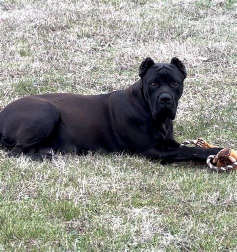 Meet ☠️ Poison Ivy ☠️ The Cane Corso Rcanecorso