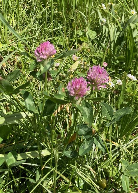 Gewöhnlicher Wiesenklee Trifolium pratense subsp pratens Flickr