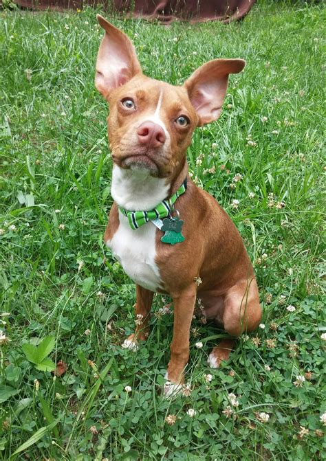 Tazmanian - Contest Entry #65943 - Modern Dog Magazine