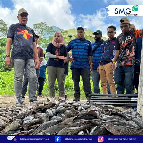 Pecah Rekod Lebih 1 Tan Ikan Bandaraya Ditangkap Di Sungai Damansara